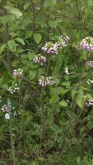 Cardamine uliginosa