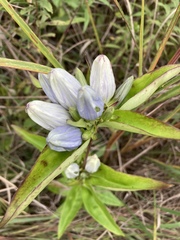 Gentiana × pallidocyanea
