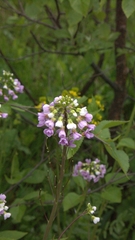 Cardamine uliginosa