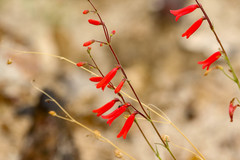 Penstemon lanceolatus