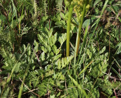 Sceptridium multifidum