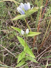 Gentiana × pallidocyanea