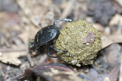 Paragymnopleurus maurus