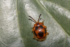 Stenotarsus pardalis