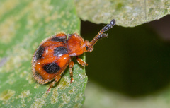 Stenotarsus pardalis