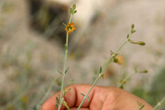 Acleisanthes angustifolia