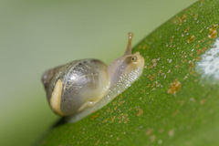 Amphidromus atricallosus