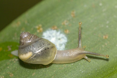 Amphidromus atricallosus