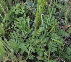 Sceptridium multifidum