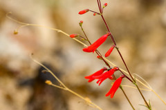 Penstemon lanceolatus