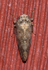 Paraphlepsius tennessus
