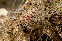 Thelocactus bicolor