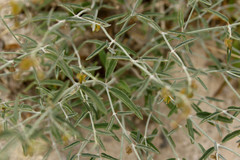 Acleisanthes angustifolia