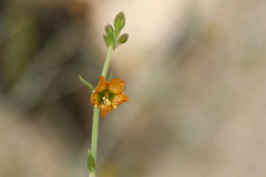 Acleisanthes angustifolia