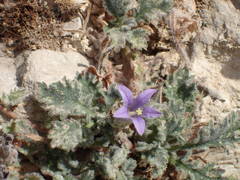Campanula topaliana