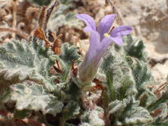 Campanula topaliana