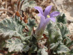 Campanula topaliana
