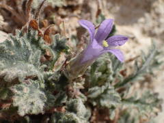 Campanula topaliana