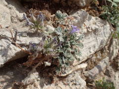 Campanula topaliana