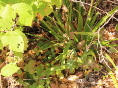 Iris foetidissima