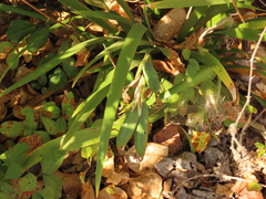 Iris foetidissima