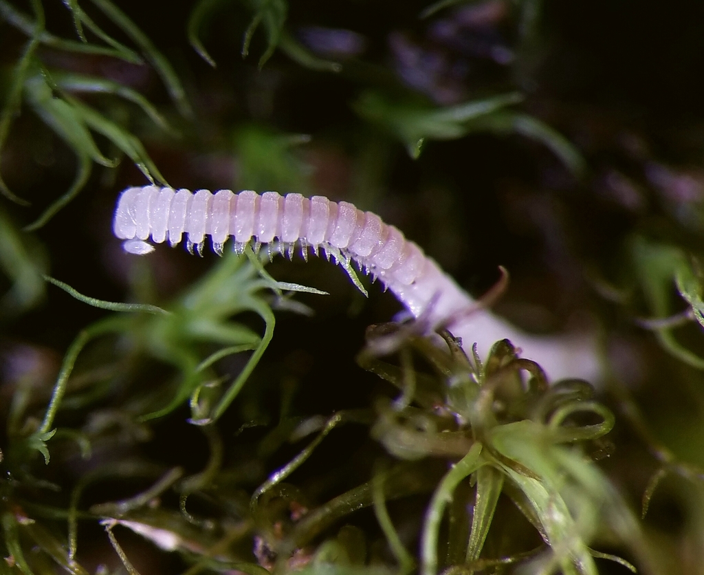 Buotus carolinus