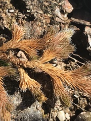 Selaginella sibirica