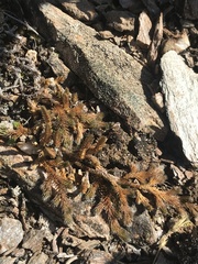 Selaginella sibirica