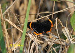 Riodina lycisca