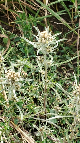 Slender cudweed (Gnaphalium exilifolium)