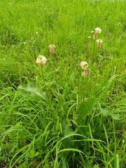 Plantago lanceolata