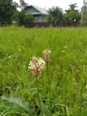 Plantago lanceolata