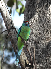 Barnardius zonarius barnardi