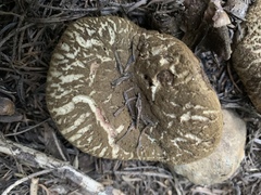 Xerocomellus diffractus