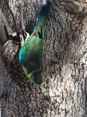 Barnardius zonarius barnardi