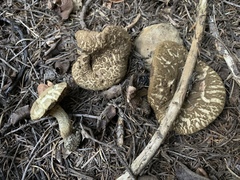 Xerocomellus diffractus