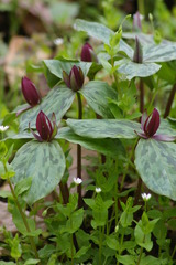 Trillium sessile