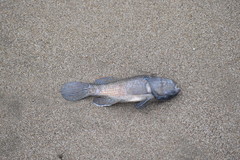 Dormitator latifrons