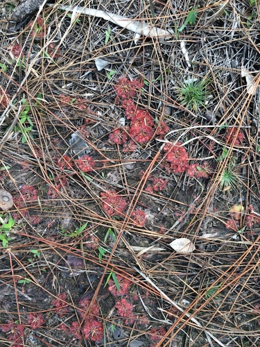 Drosera capillaris image