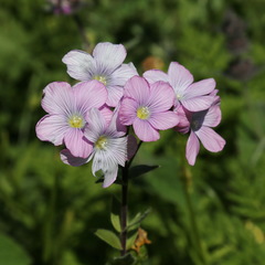 Linum hypericifolium
