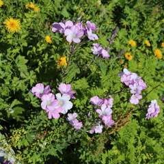 Linum hypericifolium
