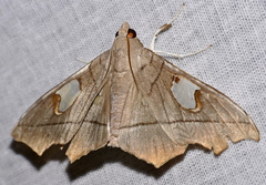 Midila lamia
