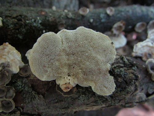 little nest polypore
