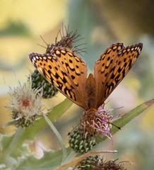 Speyeria coronis
