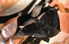 Aethilla echina echina