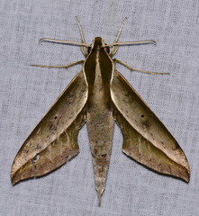 Xylophanes amadis