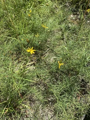 Coreopsis delphiniifolia
