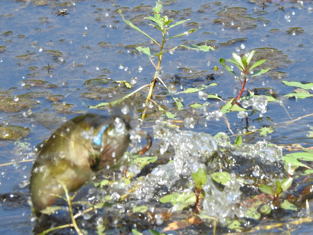 Largemouth Bass (Micropterus salmoides)