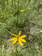 Coreopsis delphiniifolia