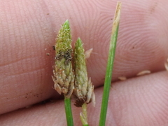 Eleocharis atropurpurea